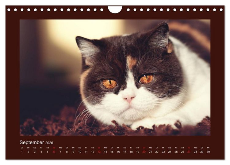 Produktbild: Britisch Kurzhaar Katzen - Poesie f&uuml;rs Auge (Wandkalender 2026 DIN A4 quer), CALVENDO Monatskalender