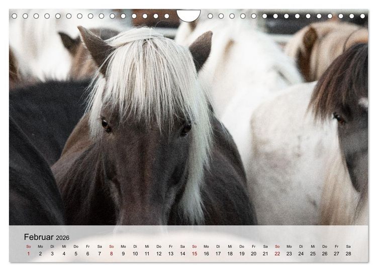 Produktbild: Pferde 2026 Kraft und Anmut (Wandkalender 2026 DIN A4 quer), CALVENDO Monatskalender