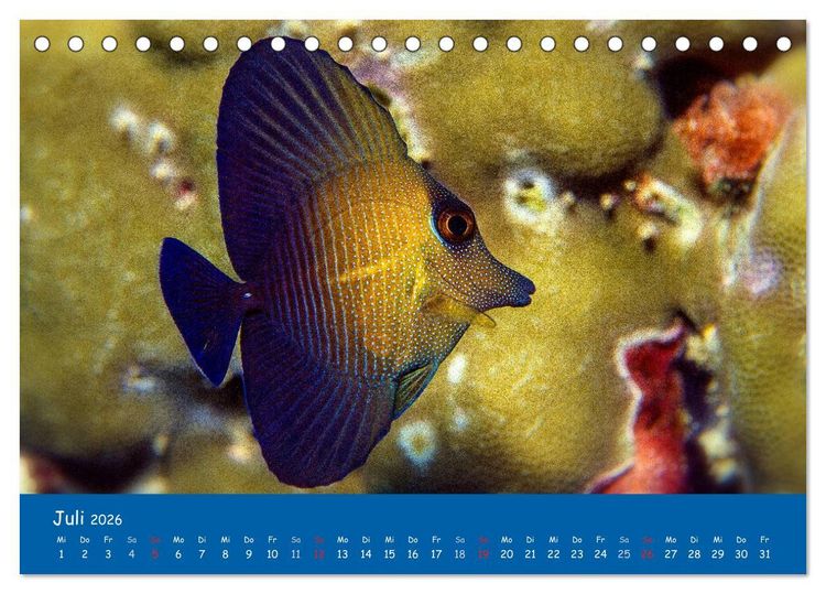 Produktbild: Unterwasserwelten (Tischkalender 2026 DIN A5 quer), CALVENDO Monatskalender