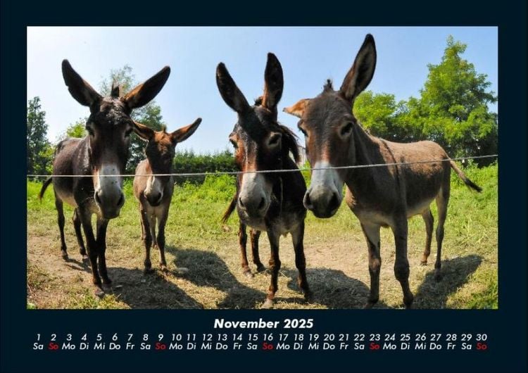Produktbild: Tierkalender 2025 Fotokalender DIN A4
