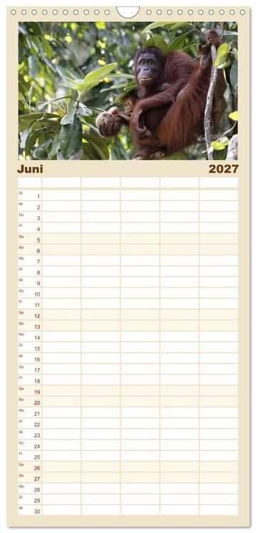 Produktbild: Familienplaner 2027 - Waldmenschen - Orang Utans auf Borneo mit 5 Spalten (Wandkalender, 21 x 45 cm) CALVENDO