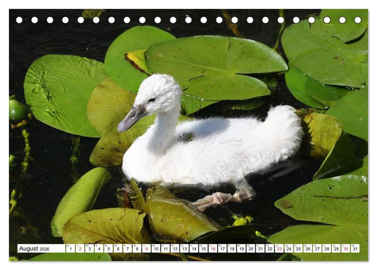 Produktbild: Heimische Tiere (Tischkalender 2026 DIN A5 quer), CALVENDO Monatskalender