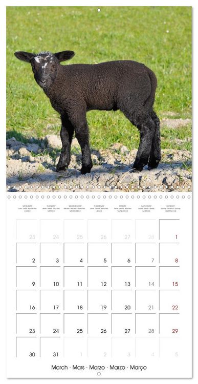 Produktbild: The wonderful world of sheep (Wall Calendar 2026 12 &times; 12 Inch) CALVENDO 12 Month Wall Calendar