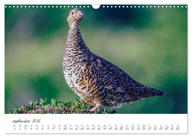 Produktbild: Les Hautes-Alpes sur les chemins des marmottes (Calendrier mural 2026 DIN A3 vertical), CALVENDO calendrier mensuel