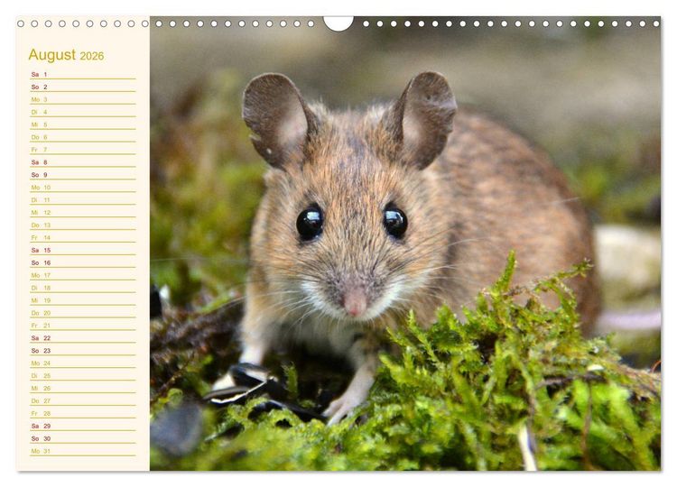 Produktbild: Gr&uuml;sse von der Maus! (Wandkalender 2026 DIN A3 quer), CALVENDO Monatskalender