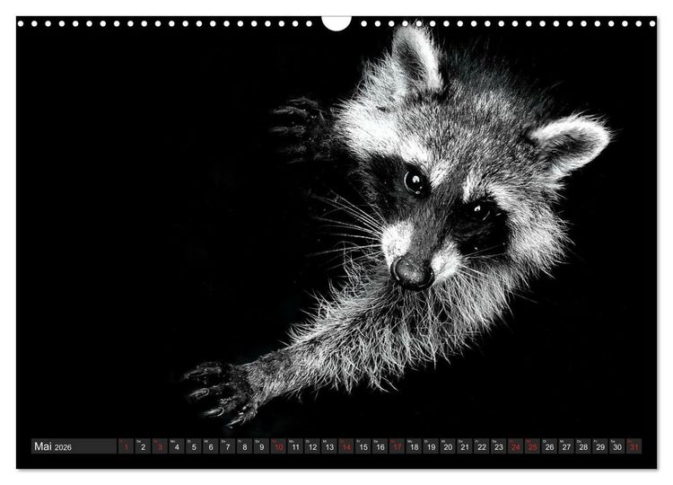 Produktbild: Besuch vom Waschb&auml;r (Wandkalender 2026 DIN A3 quer), CALVENDO Monatskalender