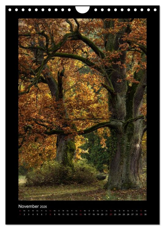 Produktbild: Mythos Baum / 2026 (Wandkalender 2026 DIN A4 hoch), CALVENDO Monatskalender