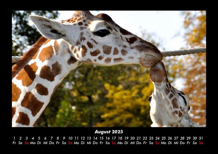 Produktbild: Giraffen 2025 Fotokalender DIN A3