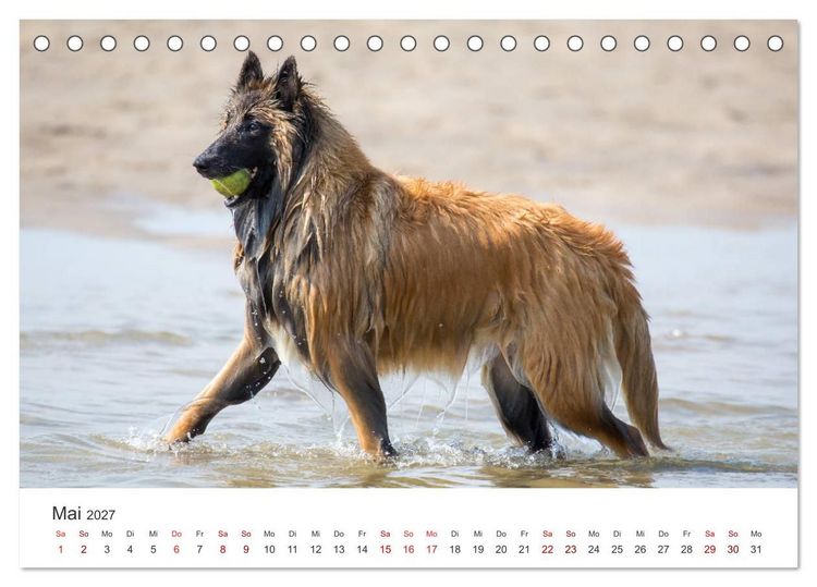 Produktbild: Freunde auf vier Pfoten am Strand (Tischkalender 2027 DIN A5 quer), CALVENDO Monatskalender
