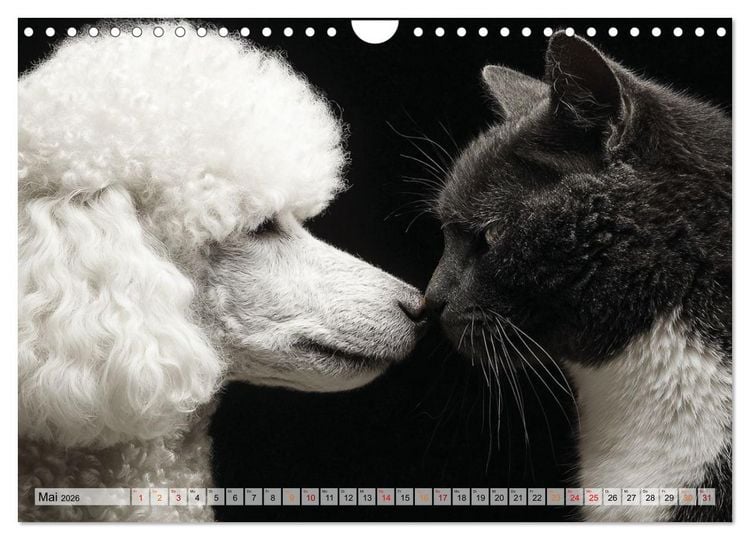 Produktbild: Hund und Katze - Tierische Freunde (Wandkalender 2026 DIN A4 quer), CALVENDO Monatskalender