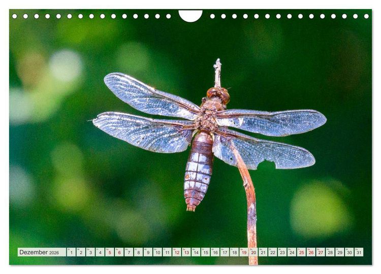 Produktbild: Farbenvolle Pracht der Libellen (Wandkalender 2026 DIN A4 quer), CALVENDO Monatskalender