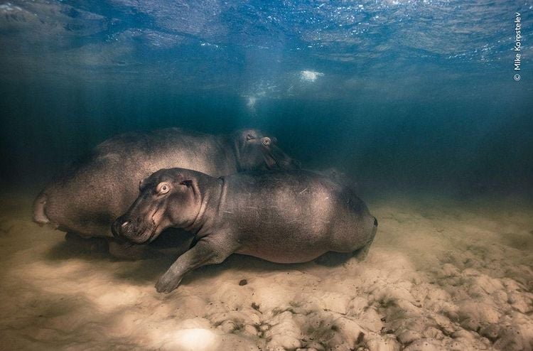 Produktbild: Wildlife Fotografien des Jahres &ndash; Portfolio 33