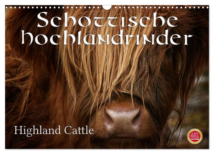 Produktbild: Schottische Hochlandrinder - Highland Cattle (Wandkalender 2026 DIN A3 quer), CALVENDO Monatskalender