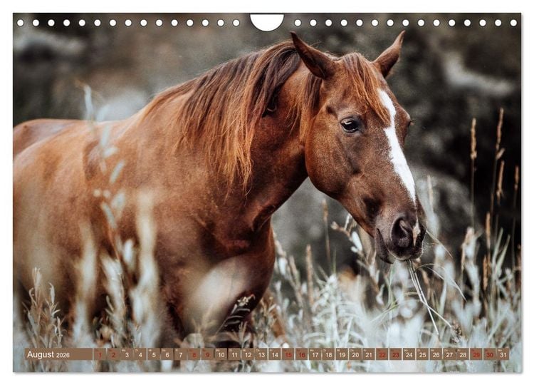 Produktbild: Seelengl&uuml;ck Kalender - Pferde - Charakter, St&auml;rke, Weisheit (Wandkalender 2026 DIN A4 quer), CALVENDO Monatskalender
