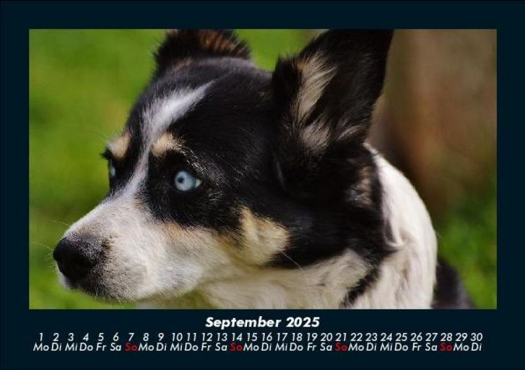 Produktbild: Der Tierkalender 2025 Fotokalender DIN A5