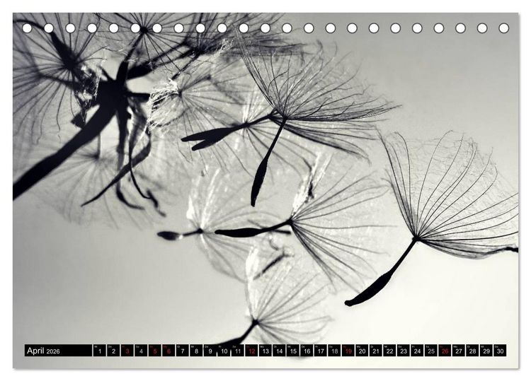 Produktbild: Pusteblume - Impressionen in schwarzwei&szlig; (Tischkalender 2026 DIN A5 quer), CALVENDO Monatskalender