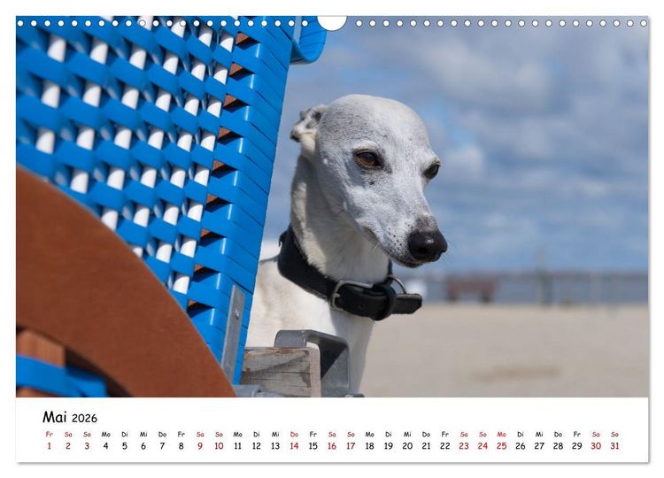 Produktbild: Strandurlaub mit Hund (Wandkalender 2026 DIN A3 quer), CALVENDO Monatskalender