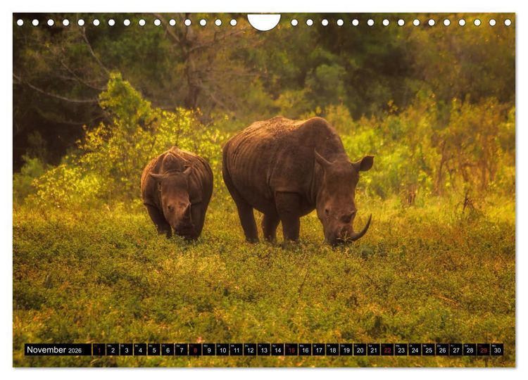 Produktbild: Afrikas Tierwelt: Nash&ouml;rner (Wandkalender 2026 DIN A4 quer), CALVENDO Monatskalender