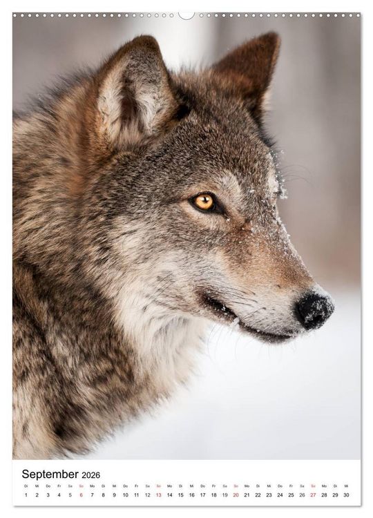 Produktbild: Wolf-Gesichter (Wandkalender 2026 DIN A2 hoch), CALVENDO Monatskalender