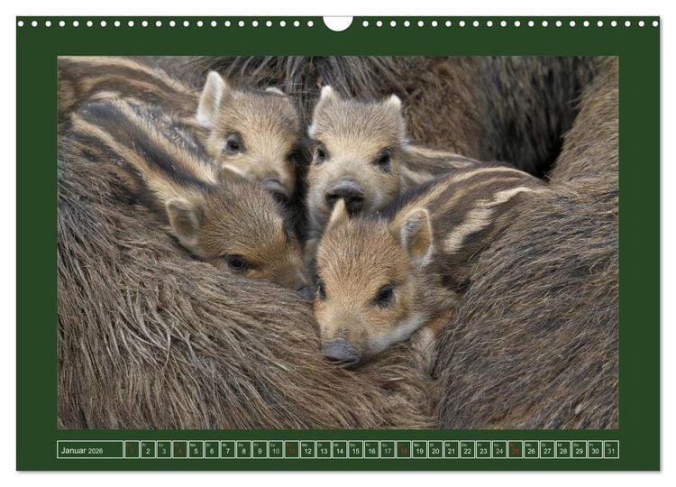 Produktbild: Schweinkram - Die Wildschweine sind los (Wandkalender 2026 DIN A3 quer), CALVENDO Monatskalender