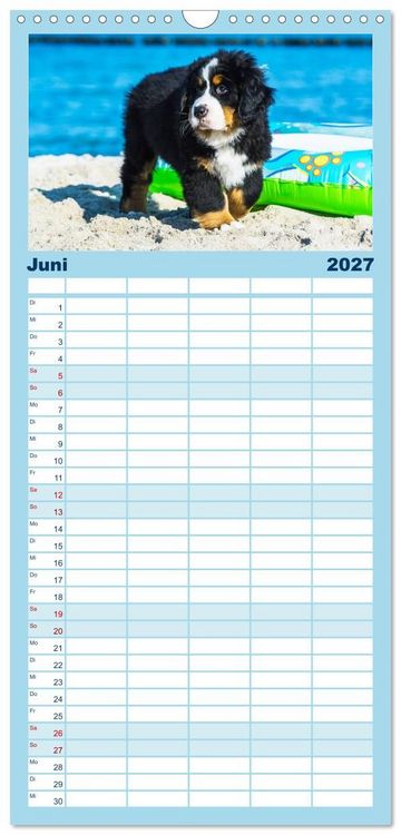 Produktbild: Familienplaner 2027 - Seeb&auml;rchen entdecken die Welt - Berner Sennenhunde mit 5 Spalten (Wandkalender, 21 x 45 cm) CALVENDO