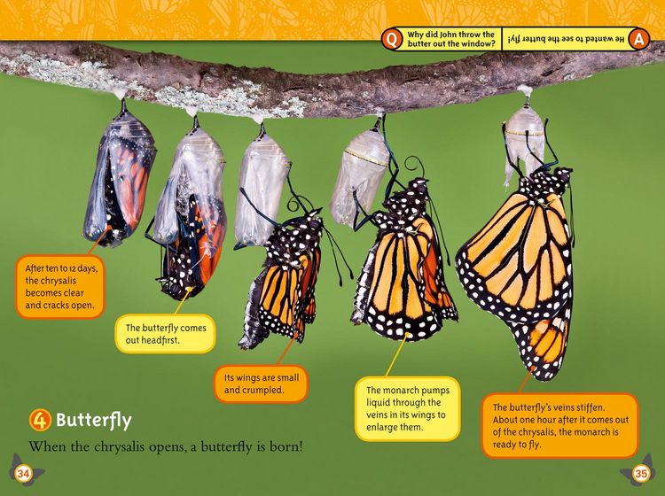 Produktbild: Nat Geo Reader - Butterflies
