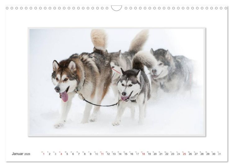 Produktbild: Emotionale Momente: The Art of Huskys. / CH-Version (Wandkalender 2026 DIN A3 quer), CALVENDO Monatskalender