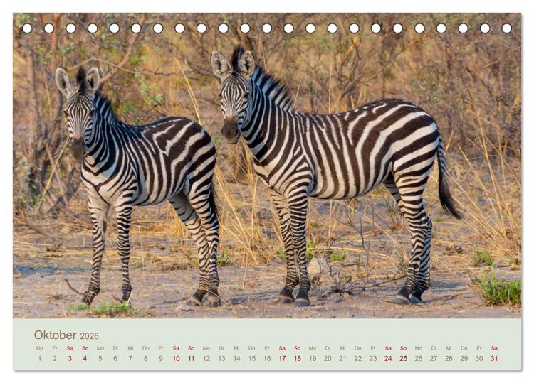 Produktbild: Zebras in Afrika (Tischkalender 2026 DIN A5 quer), CALVENDO Monatskalender