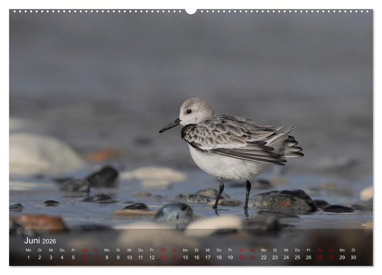 Produktbild: Wilde Vogelwelt Helgoland (hochwertiger Premium Wandkalender 2026 DIN A2 quer), Kunstdruck in Hochglanz