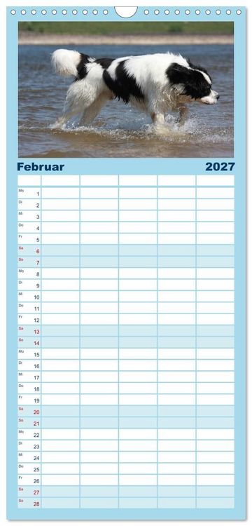 Produktbild: Familienplaner 2027 - Landseer - Das Wasser ist ihr Element mit 5 Spalten (Wandkalender, 21 x 45 cm) CALVENDO