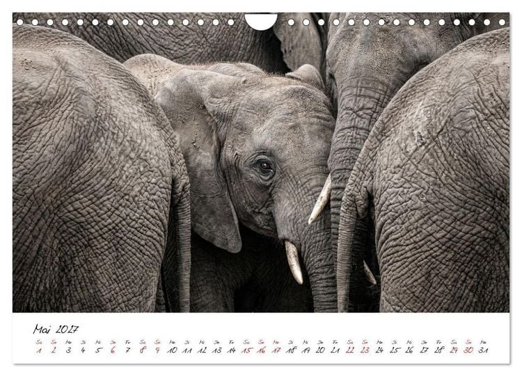 Produktbild: Better Together - Herdenmomente (Wandkalender 2027 DIN A4 quer), CALVENDO Monatskalender