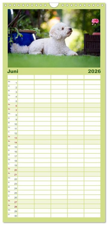 Produktbild: Familienplaner 2026 - Pudel mit 5 Spalten (Wandkalender, 21 x 45 cm) CALVENDO