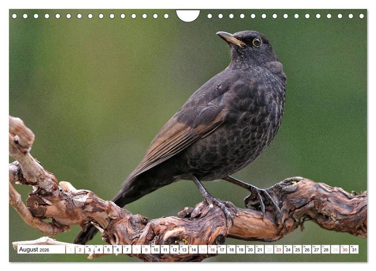 Produktbild: Heimische Gartenv&ouml;gel (Wandkalender 2026 DIN A4 quer), CALVENDO Monatskalender