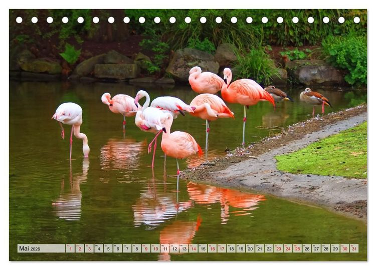 Produktbild: Flamingo Zauber (Tischkalender 2026 DIN A5 quer), CALVENDO Monatskalender