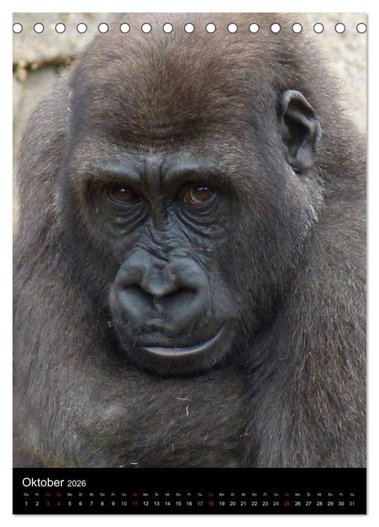 Produktbild: Gorillas (Tischkalender 2026 DIN A5 hoch), CALVENDO Monatskalender