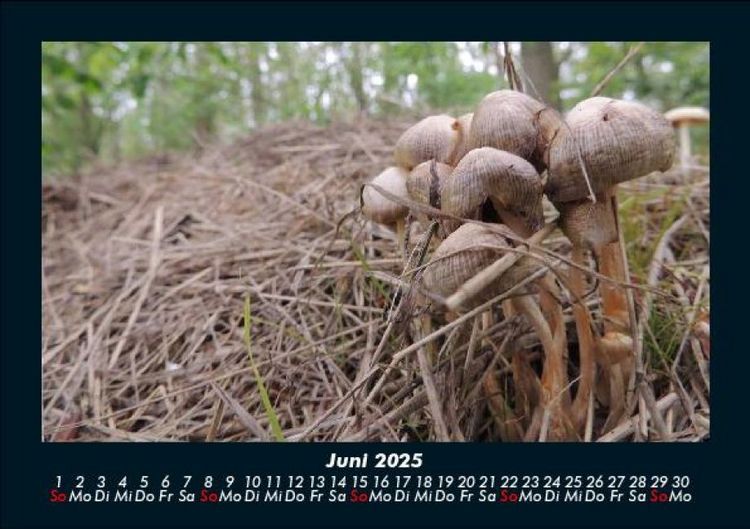 Produktbild: Pilzkalender 2025 Fotokalender DIN A5