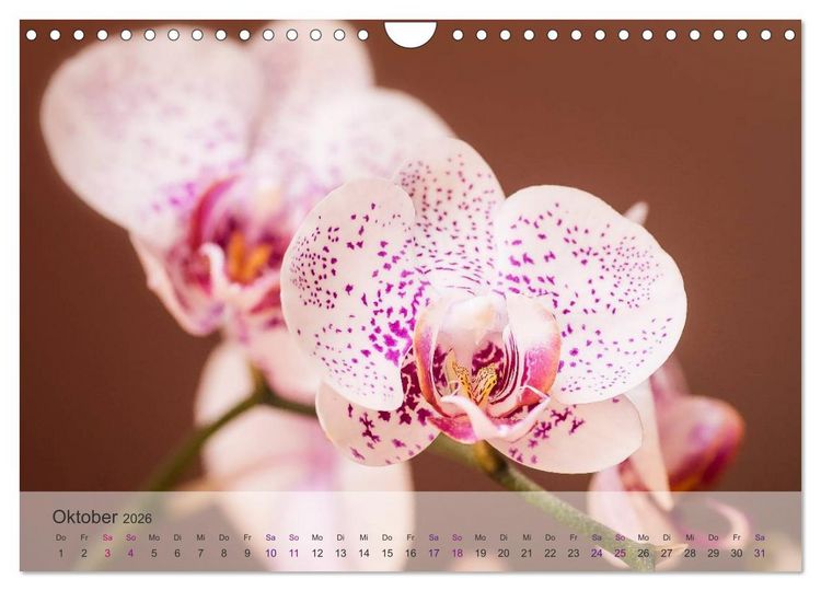 Produktbild: Phalaenopsis - die zauberhafte Welt der Orchideen (Wandkalender 2026 DIN A4 quer), CALVENDO Monatskalender