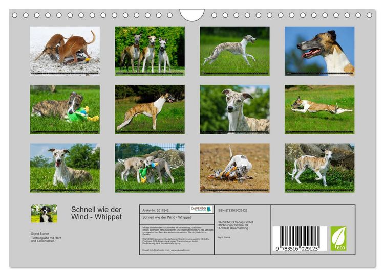 Produktbild: Schnell wie der Wind - Whippet (Wandkalender 2026 DIN A4 quer), CALVENDO Monatskalender
