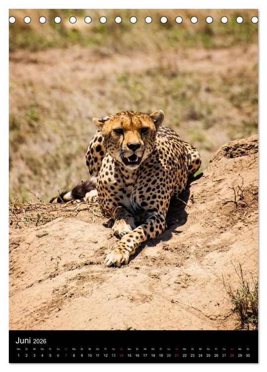 Produktbild: Wildes Afrika (Tischkalender 2026 DIN A5 hoch), CALVENDO Monatskalender