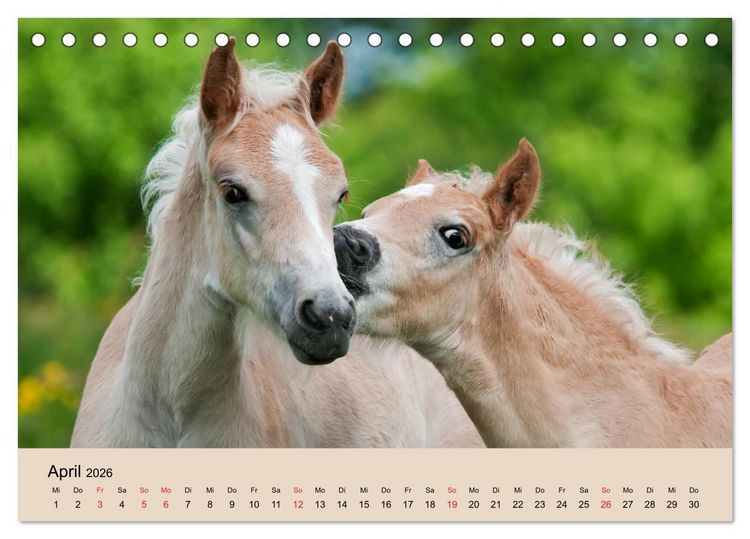 Produktbild: Haflinger Fohlen (Tischkalender 2026 DIN A5 quer), CALVENDO Monatskalender