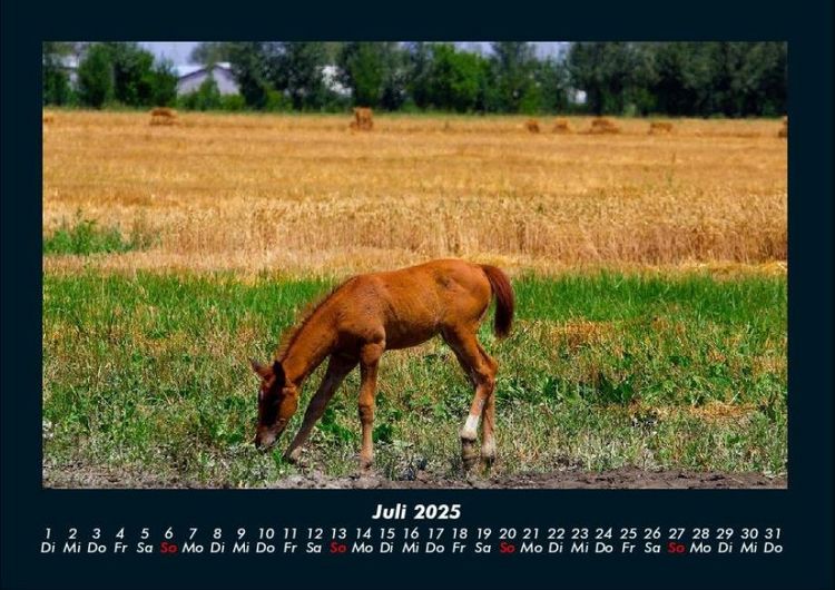 Produktbild: Pferdegefl&uuml;ster 2025 Fotokalender DIN A4