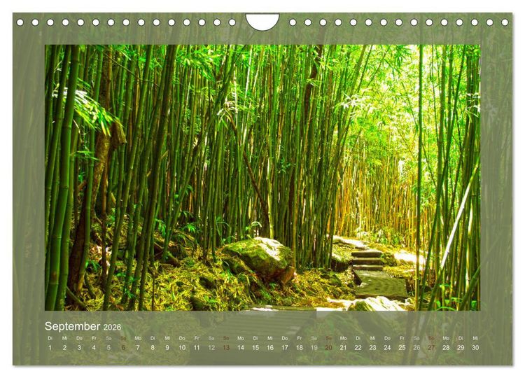 Produktbild: Bambus (Wandkalender 2026 DIN A4 quer), CALVENDO Monatskalender