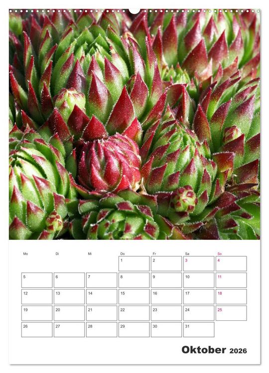 Produktbild: Ich liebe Sempervivum (hochwertiger Premium Wandkalender 2026 DIN A2 hoch), Kunstdruck in Hochglanz
