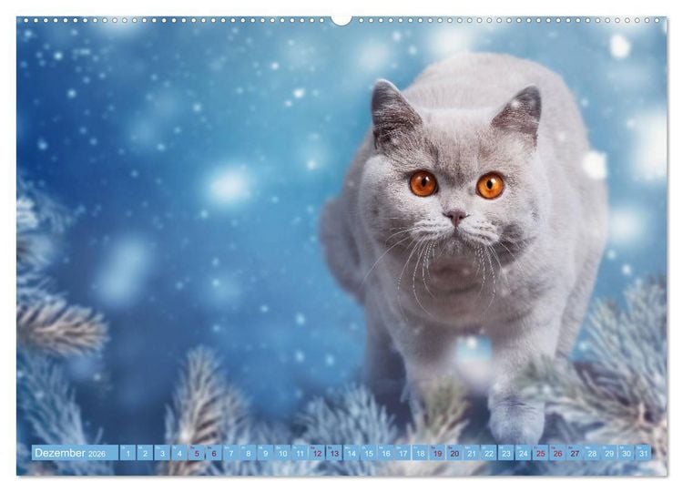Produktbild: Kittens - Britisch Kurzhaar Katzenkinder (Wandkalender 2026 DIN A2 quer), CALVENDO Monatskalender