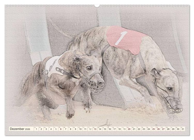 Produktbild: Whippet 2026 (Wandkalender 2026 DIN A2 quer), CALVENDO Monatskalender