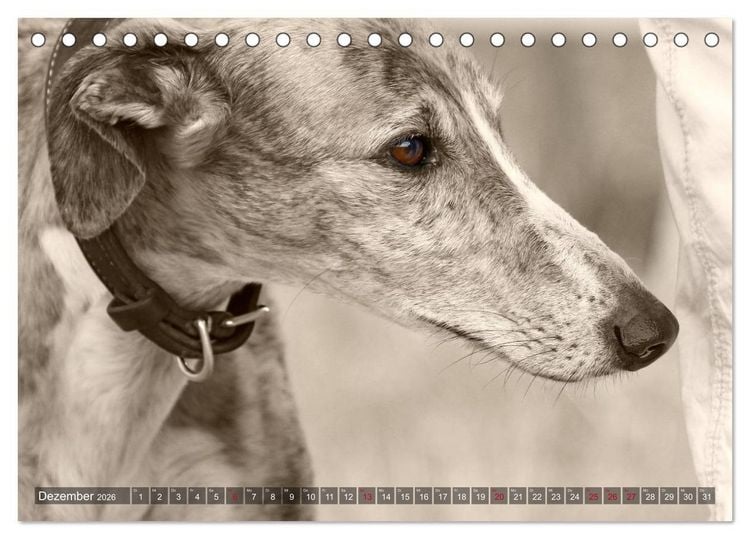 Produktbild: Galgo eye-catcher (Tischkalender 2026 DIN A5 quer), CALVENDO Monatskalender