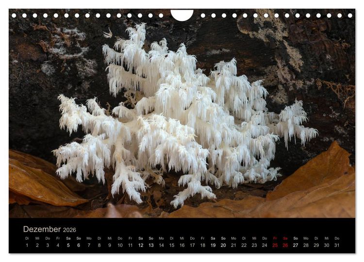 Produktbild: PILZE IM FOKUS 2026 (Wandkalender 2026 DIN A4 quer), CALVENDO Monatskalender