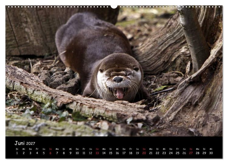 Produktbild: Putzige Fischj&auml;ger (hochwertiger Premium Wandkalender 2027 DIN A2 quer), Kunstdruck in Hochglanz