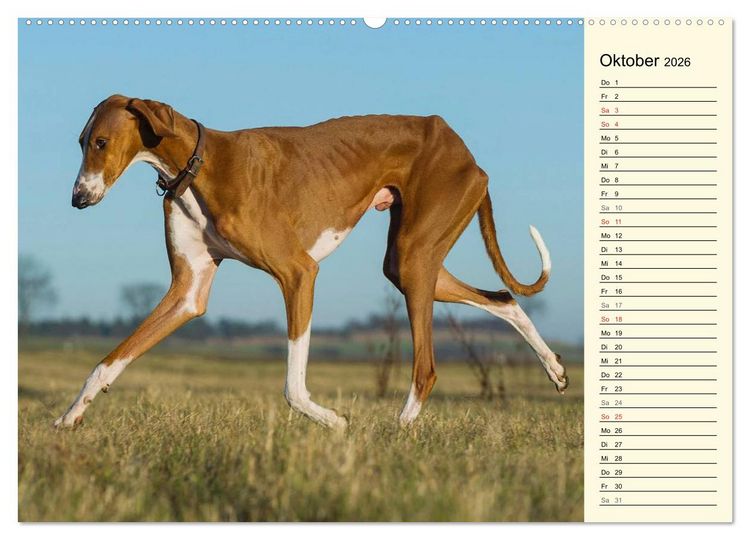 Produktbild: Windhund der W&uuml;ste - Der Azawakh (hochwertiger Premium Wandkalender 2026 DIN A2 quer), Kunstdruck in Hochglanz