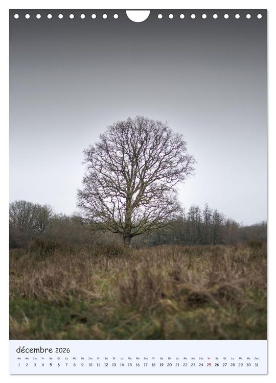 Produktbild: Arbres solitaires (Calendrier mural 2026 DIN A4 horizontal), CALVENDO calendrier mensuel